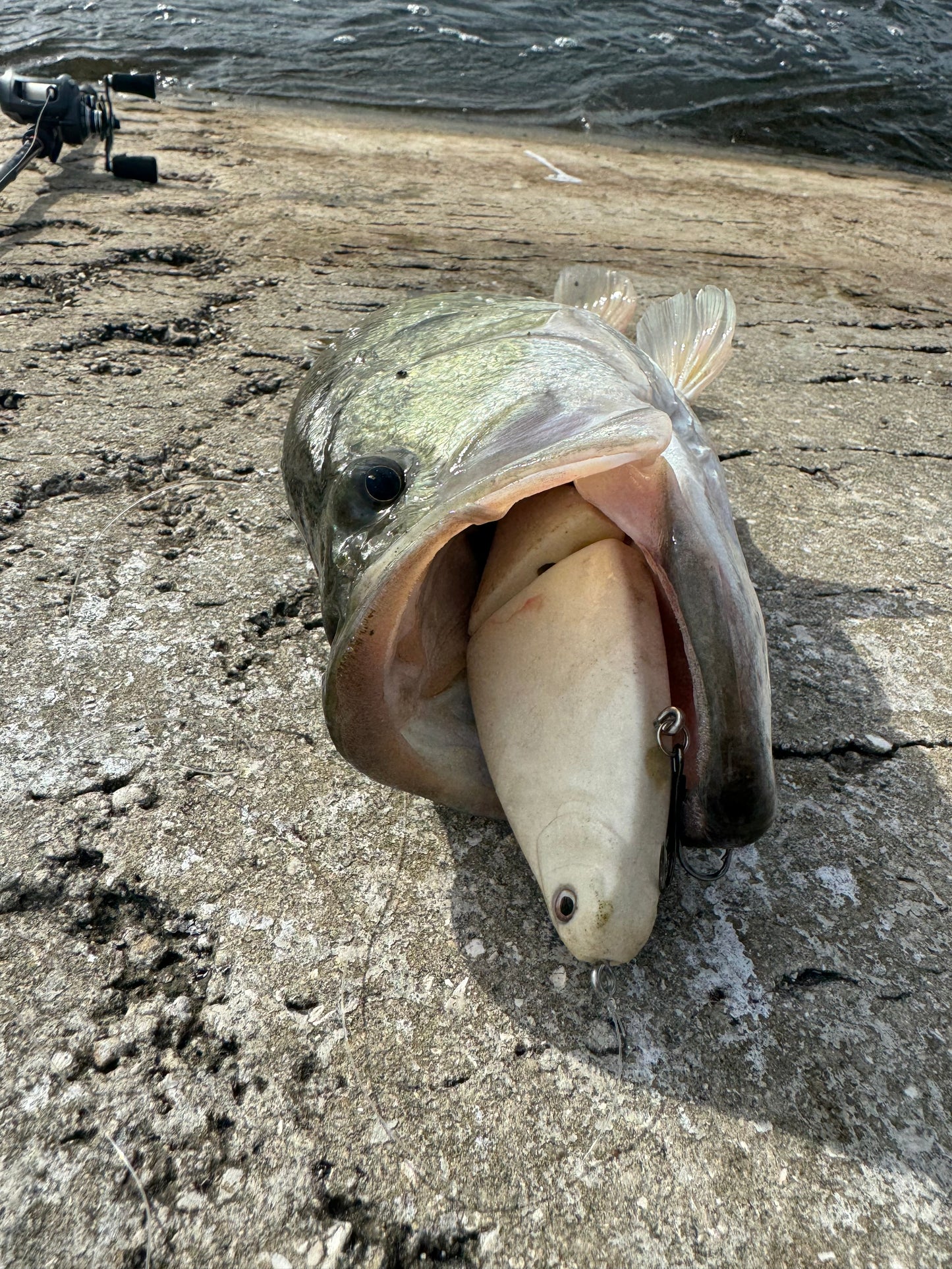 175 Shiner