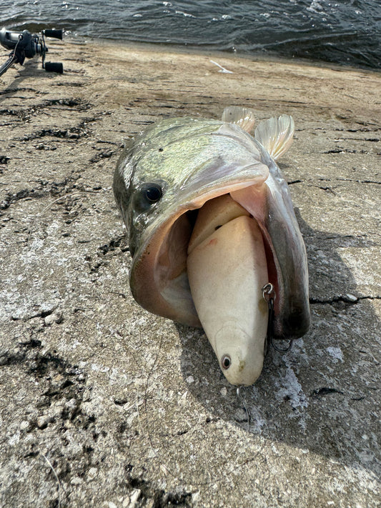 175 Shiner