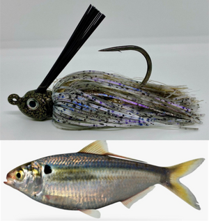 Gizzard Shad SW